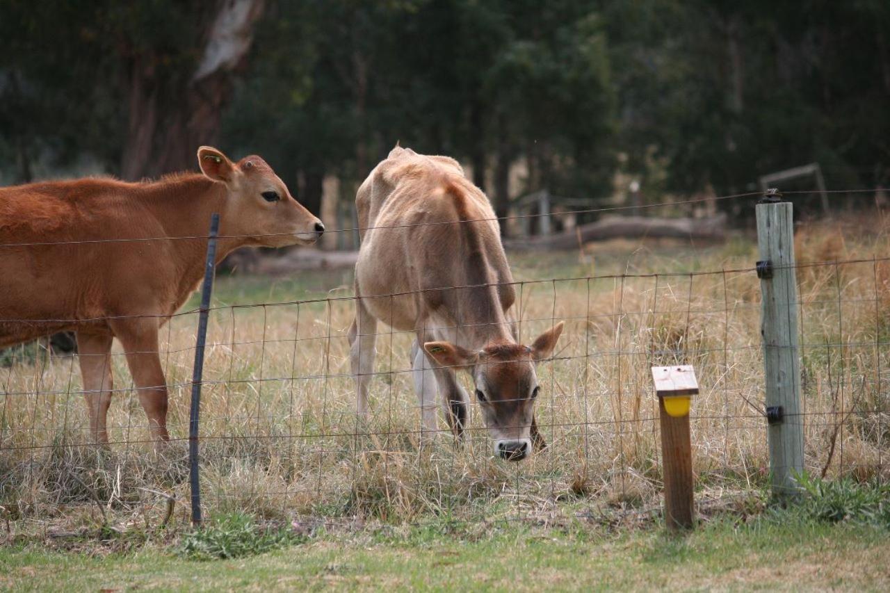 Forellenhof Guest Farm Wakkerstroom Экстерьер фото