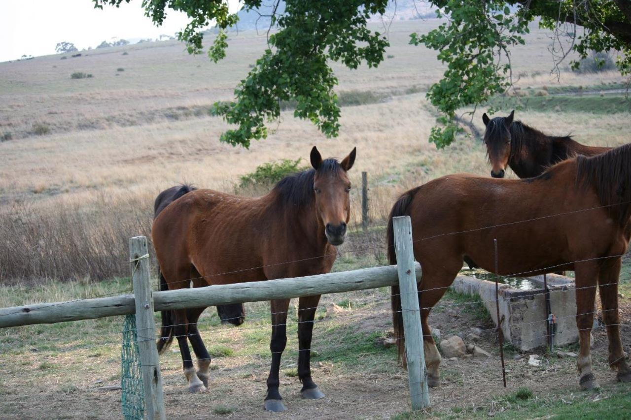 Forellenhof Guest Farm Wakkerstroom Экстерьер фото